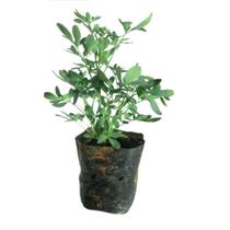 Muda Arruda + Manual Planta De Proteção Espiritual