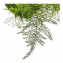 Muda Aspargo Melindre (asparagus Officinalis) Planta Natural