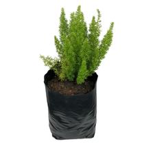 Muda aspargo pluma rabo de gato média 20cm para jardins vasos paisagismo renques ambientes externos internos e piscina