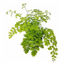 Muda Avenca Cabelo-de-vénus Planta Natural Com Vaso Muda Avenca Cabelo-de-vénus Planta Natural Com Vaso