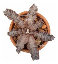 Muda Bromelia Cryptanthus Planta Mármore Com Vaso Muda Bromelia Cryptanthus Planta Mármore Com Vaso