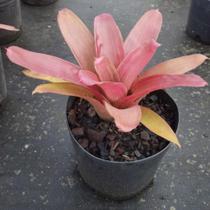 Muda Bromélia vriesea hieroglyphica