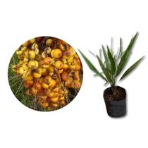 Muda Butiazeiro (Butia capitata) Muda Butiazeiro (Butia capitata)