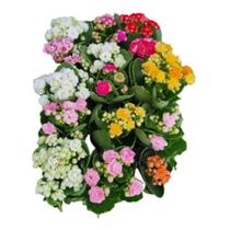 Muda C/10 Kalanchoe Coloridas Suculenta C/vasinho Presente Muda C/10 Kalanchoe Coloridas Suculenta C/vasinho Presente