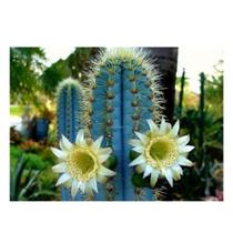 Muda Cacto Azul 10 A 14 Cm Qualidade Pilosocereus Pachyclaus