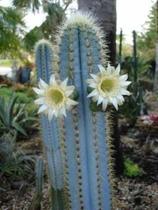 Muda Cacto Azul 16 A 22 Cm Pilosocereus top para Colecionadores