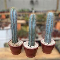 Muda Cacto Azul Matriz Grande De 35 A 40 Cm Decoração Sofisticada