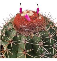 Muda Cacto Cabeça Ou Coroa De Frade Melocactus Zehntneri