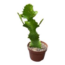 Muda Cacto Euphorbia Bougheyi Planta Natural Linda Coleção - TA NA MÃO