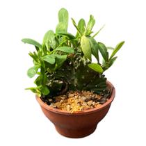 Muda Cacto Euphorbia Cristata Novidade Top Coleção Saudável - TA NA MÃO