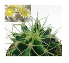 Muda Cacto Ferocactus Glaucescens Para Top Colecionador