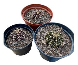 Muda Cacto Gymnocalycium Mihanovichii Top Coleção Rara