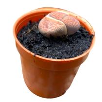 Muda Cacto Pedra Lithops Planta Natural Para Colecionadores