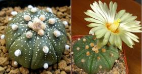 Muda Cactos Astrophytum Asterias Top Para Colecionadores