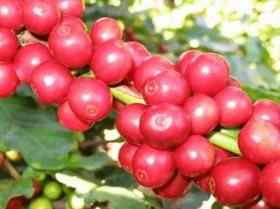 Muda Café Catuaí - Coffea Arabica