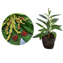 Muda Caldo de calinha ou Erva Baleeira Tempeiro