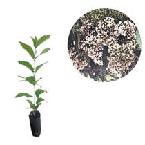 Muda Calicarpa Chinesa Arbórea BRANCA RARA ( Callicarpa reevesii ) Atrai passarros