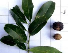 Muda Canela-fogo (Cryptocarya aschersoniana Mez) Muda Canela-fogo (Cryptocarya aschersoniana Mez)