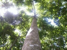 Muda Cedro Australiano (Toona Ciliata)