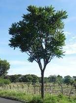 Muda Cedro Rosa (Cedrela Fissilis)