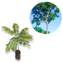 Muda Cedro Rosa (Cedrela fissilis) - Nativa