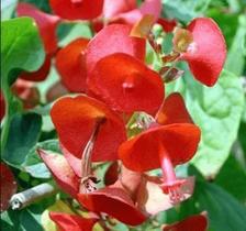 Muda Chapéu Chinês Holmskioldia Sanguinea