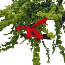 Muda Columeia Crespa Dobrada Aeschynanthus Rasta Planta Nat. Muda Columeia Crespa Dobrada Aeschynanthus Rasta Planta Nat.