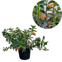 Muda Columeia Peixinho Muda Columeia Peixinho