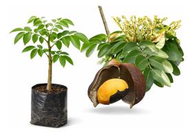 Muda Copaiba Com Propriedades Medicinais - Envio Rapido Muda Copaiba Com Propriedades Medicinais - Envio Rapido