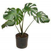 Muda Costela de Adão ou monstera deliciosa Muda Costela de Adão ou monstera deliciosa