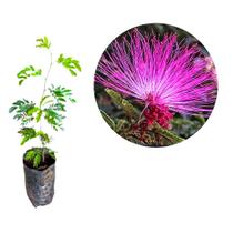 Muda da Flor Caliandra Rosa'(Para Bonsai) Muda da Flor Caliandra Rosa'(Para Bonsai)