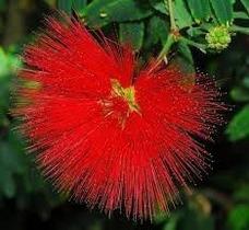 Muda da Flor Caliandra Vermelha