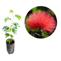 Muda da Flor Caliandra Vermelha'(Para Bonsai) Muda da Flor Caliandra Vermelha'(Para Bonsai)