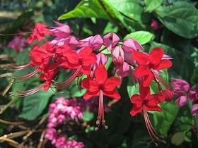 Muda da Flor Lágrima de Cristo Vermelha - Clerodendron Thomsoniae Muda da Flor Lágrima de Cristo Vermelha - Clerodendron Thomsoniae