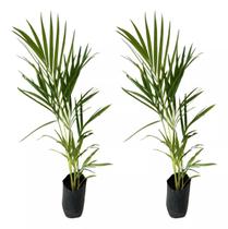 Muda Da Palmeira Areca Bambu Ornamentaçao