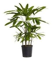 Muda da Palmeira Ráfiade semente - Rhapis Excelsa(folha mole)