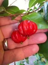 Muda Da Pitanga Gigante Vermelha-Produz em Vaso