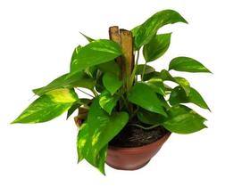 Muda Da Planta Jibóia 40cm Com Cuia P/ Decoração Interna
