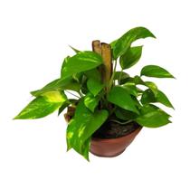 Muda Da Planta Jibóia 40cm Com Cuia P/ Decoração Interna