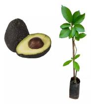 Muda de Abacate Avocado 20 a 40 cm AMK - Plantas Online