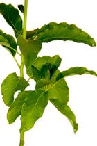 Muda de Abacate fortuna enxertado altura 0,40 cm a 0,80 cm