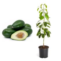 Muda de Abacate Geada 20 a 40 cm AMK - Plantas Online
