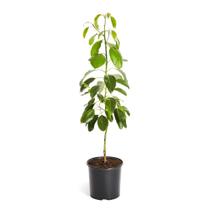 Muda De Abacate Geada - Feito Por Enxertia