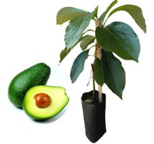 Muda De Abacate Manteiga - Feito Por Enxertia Muda De Abacate Manteiga - Feito Por Enxertia