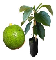 Muda De Abacate Margarida Para Produzir - Enxertado