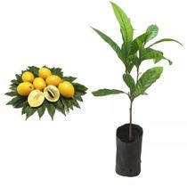 Muda de Abiu Amarelo 20 a 40cm AMK - Plantas Online