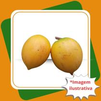 Muda de Abiu Amarelo Pouteria Caimito