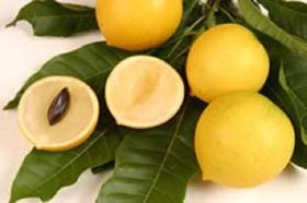 Muda De Abiu Amarelo - Produz Em Menos De 2 Anos