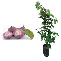 Muda de Abiu Roxo, Cainito Roxo 20 a 40cm AMK - Plantas Online