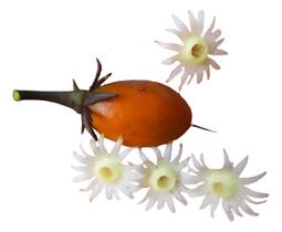 Muda De Abricó Do Mato Ou Spanish Cherry Mimusops Elengi Muda De Abricó Do Mato Ou Spanish Cherry Mimusops Elengi